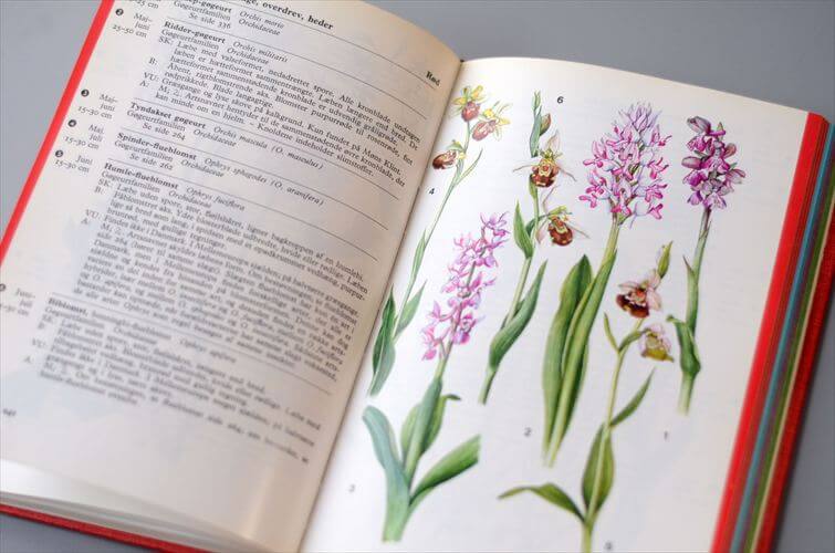 デンマークのイラスト植物図鑑 北欧やヨーロッパの植物誌 洋書 Lademanns naturforer アンティークブック ディスプレイ 古書