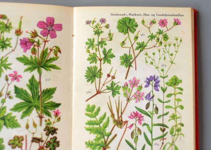 デンマークのイラスト植物図鑑 北欧やヨーロッパの植物誌 洋書 Flora I Farver アンティークブック ディスプレイ 古書
