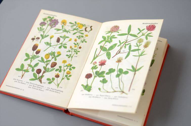 デンマークのイラスト植物図鑑 北欧やヨーロッパの植物誌 洋書 Flora I Farver アンティークブック ディスプレイ 古書