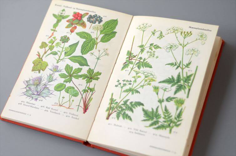 デンマークのイラスト植物図鑑 北欧やヨーロッパの植物誌 洋書 Flora I Farver アンティークブック ディスプレイ 古書