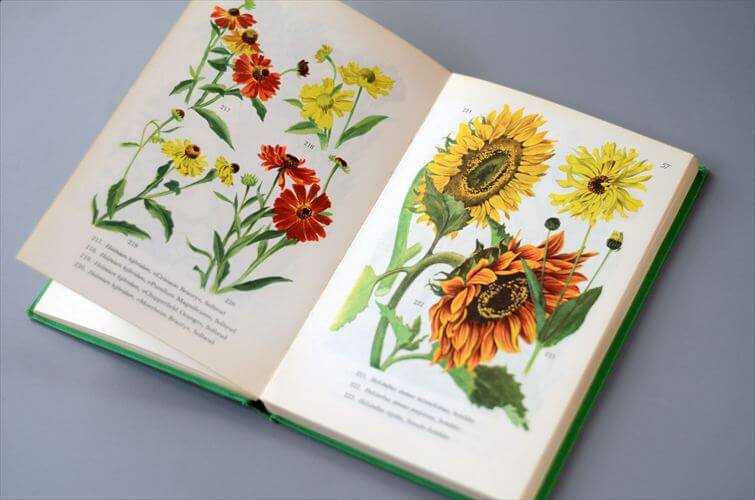 デンマークのイラストお花の図鑑 北欧やヨーロッパの花・植物誌 洋書 Havens Blomster アンティークブック ディスプレイ 古書