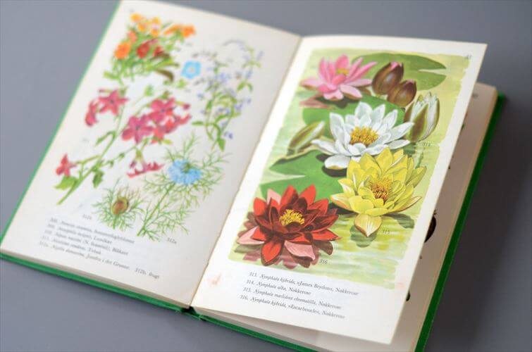 デンマークのイラストお花の図鑑 北欧やヨーロッパの花・植物誌 洋書 Havens Blomster アンティークブック ディスプレイ 古書