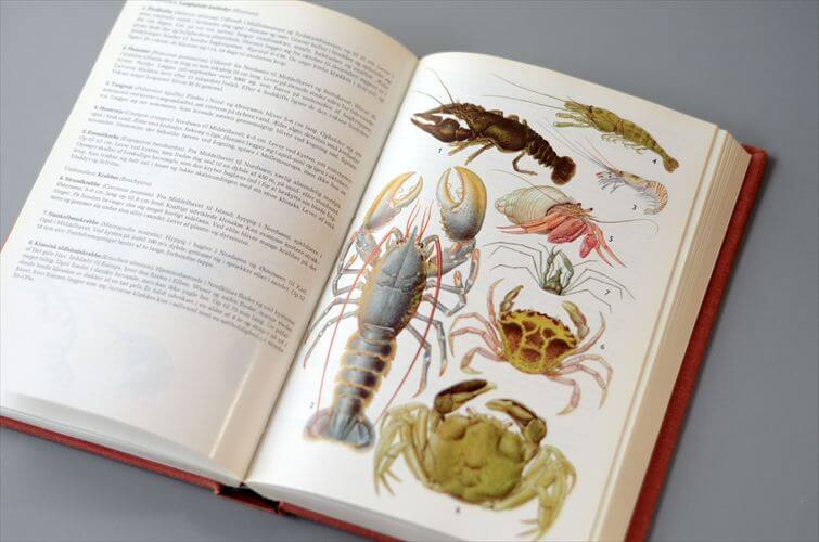 デンマークのイラスト動物・植物図鑑 北欧やヨーロッパの生物誌 洋書 Lademanns naturforer アンティークブック ディスプレイ 古書